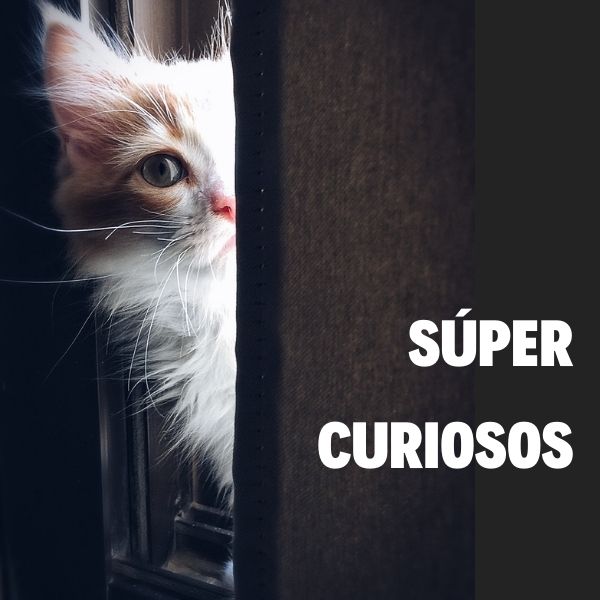 Súper Curiosos